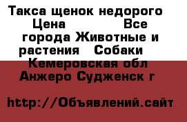 Такса щенок недорого › Цена ­ 15 000 - Все города Животные и растения » Собаки   . Кемеровская обл.,Анжеро-Судженск г.